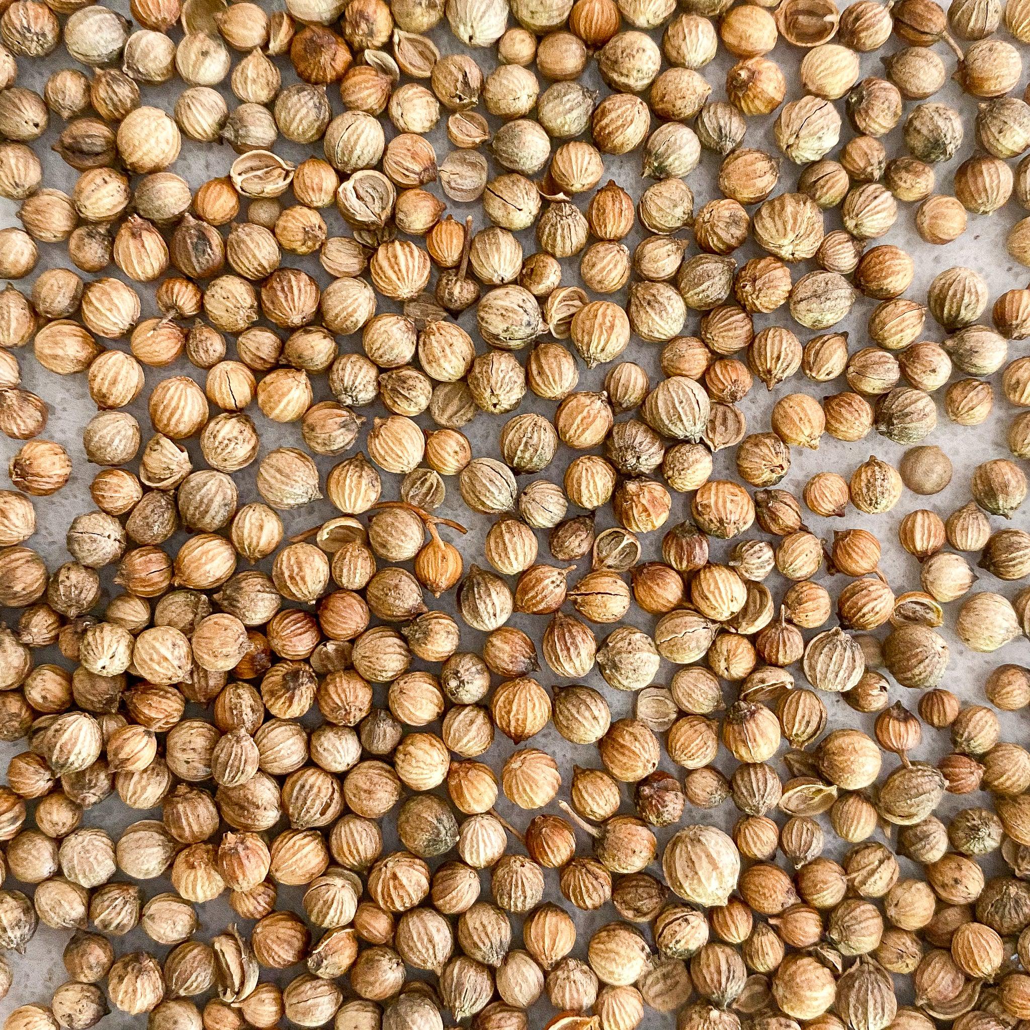 Organic Coriander Plant Seeds – Easy to Grow Aromatic Culinary Herb
