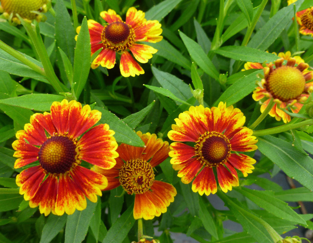 Helenium Flower seeds blooming in flower beds, containers, borders, and pollinator-friendly gardens