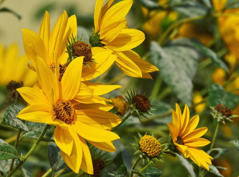 Yellow Maximiliani Flower seeds for Planting - Long Bloom Season, Heirloom & GMO Free Seeds for Home Garden