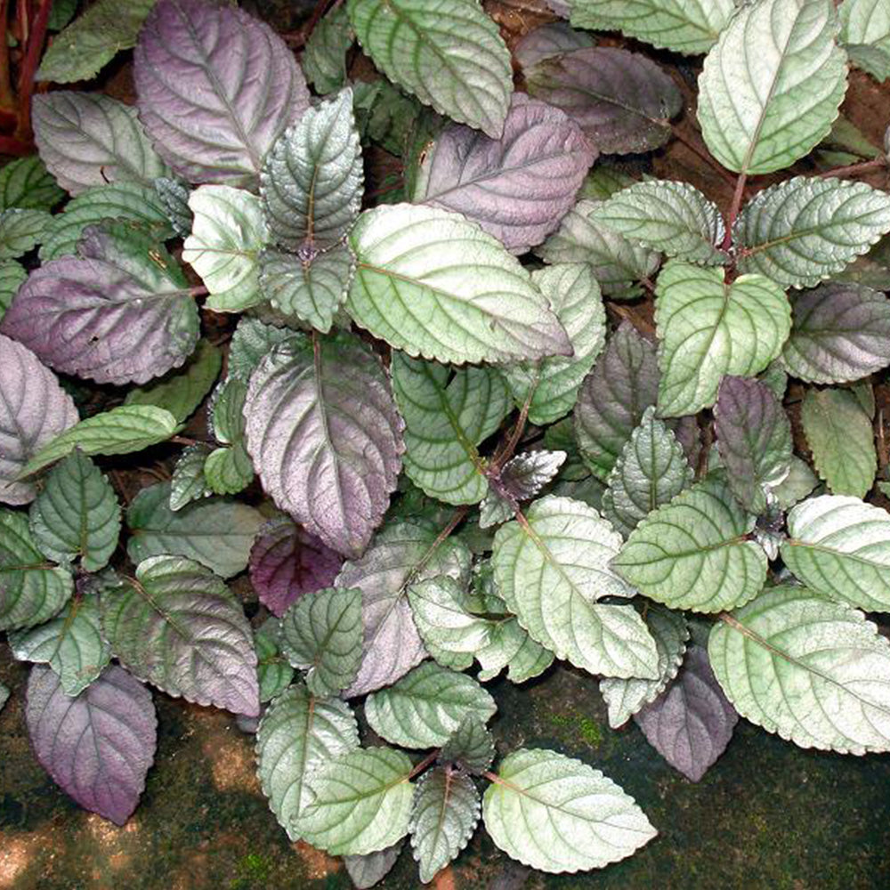 Red Ivy Plant Seeds Planting