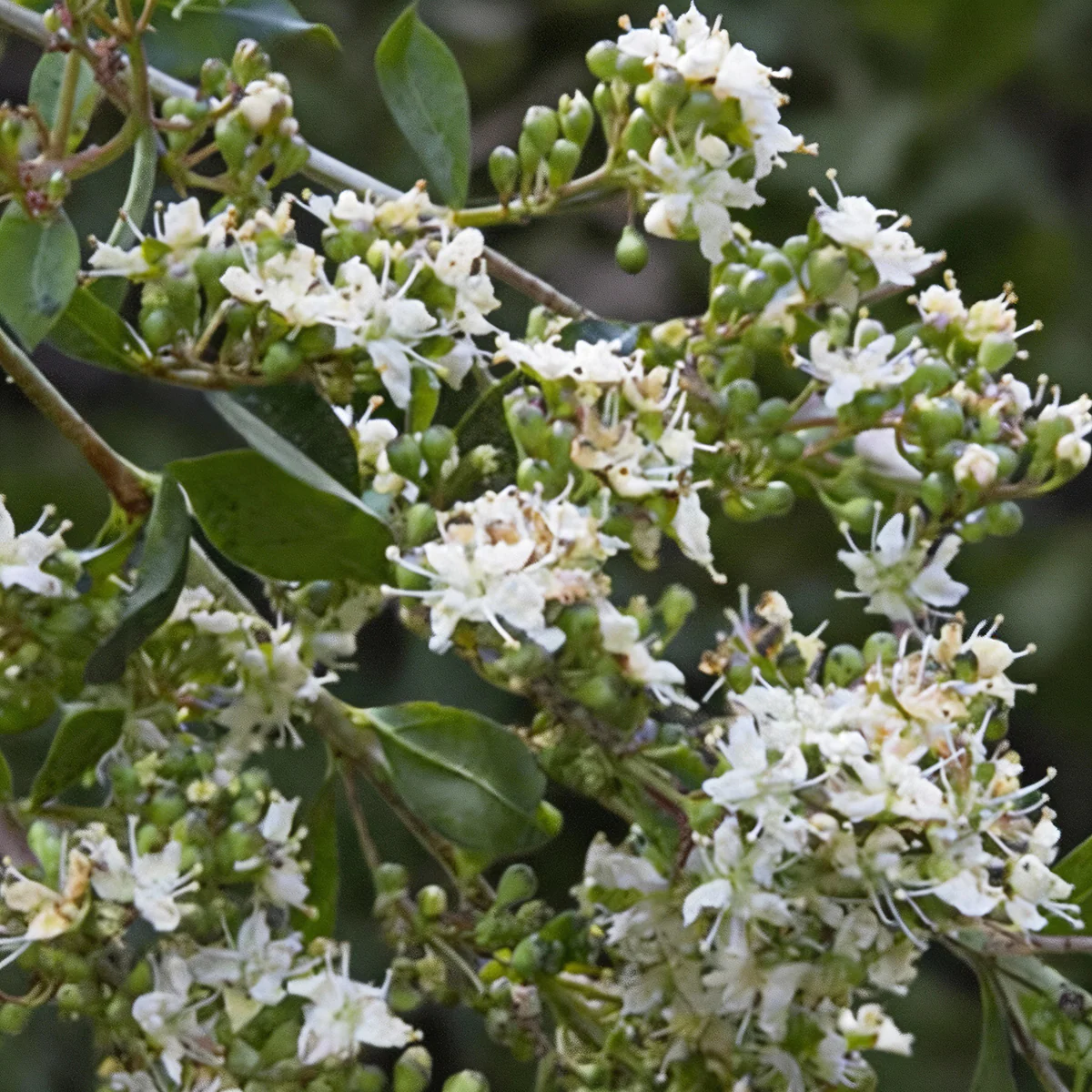 Lawsonia Inermis Flower seeds blooming in flower beds, containers, borders, and pollinator-friendly gardens