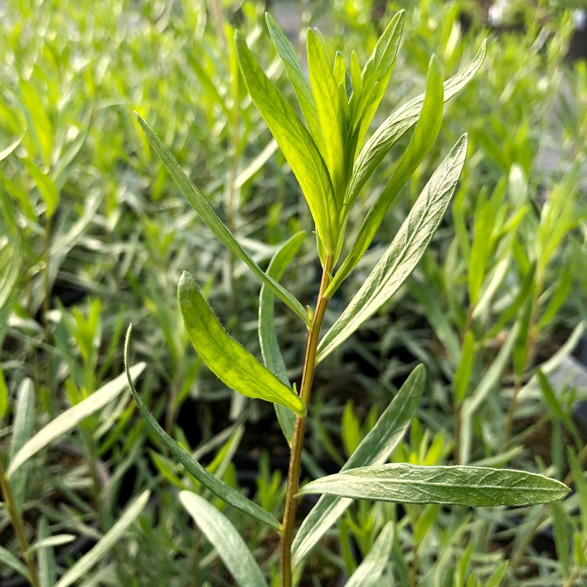 Tarragon Seeds for Planting