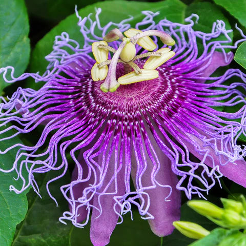 Passiflora Flower seeds blooming in flower beds, containers, borders, and pollinator-friendly gardens