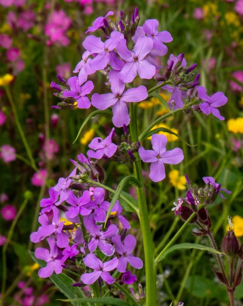 Hesperis Flower seeds for Planting Colorful Display Heirloom & GMO Free Seeds for Home Garden