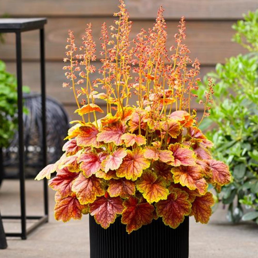 Light Orange Heuchera Flower Seeds for Planting Heirloom NONGMO Seeds for Garden Growth Colorful Display
Sale