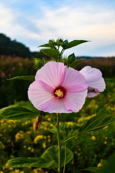 Hibiscus Moscheutos Hibiscus moscheutos Seeds for Planting in Flower Bed & Garden