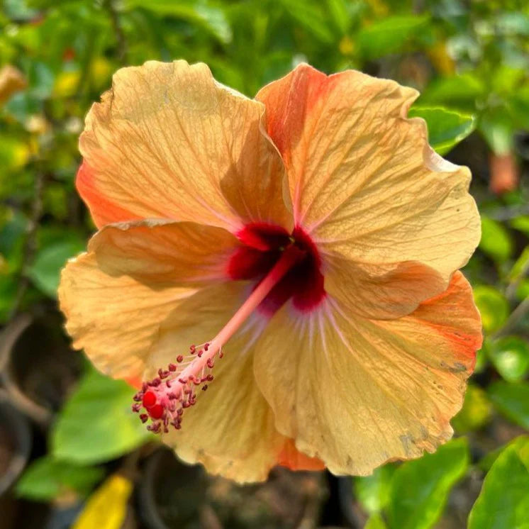 Light Orange Hibiscus Flower seeds blooming in flower beds, containers, borders, and pollinator-friendly gardens