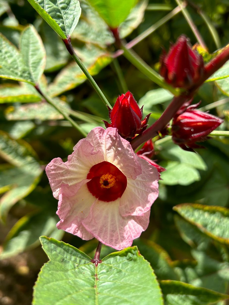 Hibiscus Sabdariffa Hibiscus sabdariffa Seeds for Planting in Herbal Garden