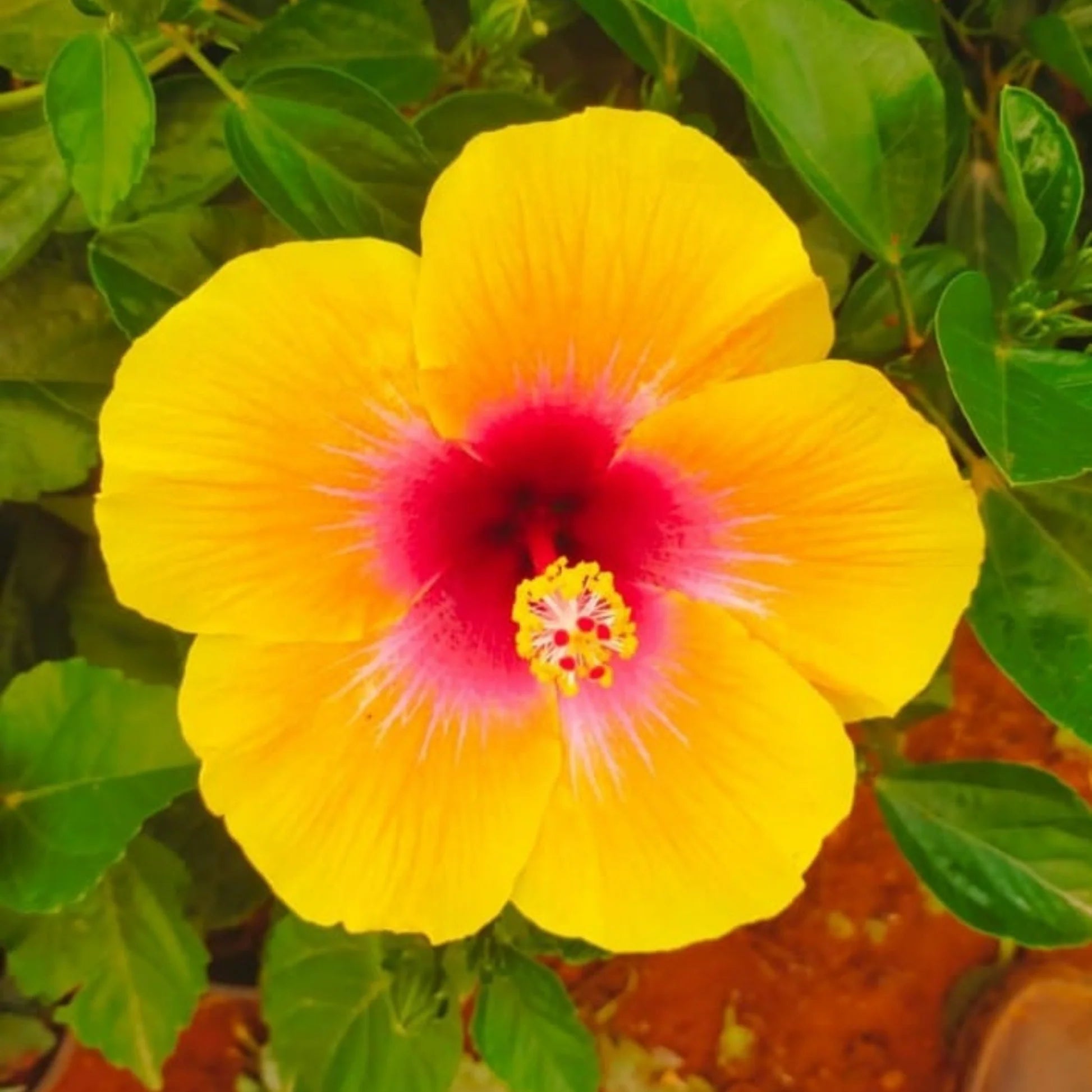 Double Pink Yellow Hibiscus Seeds - Hardy Flower Garden Exotic Perennial Seed for Winter - Full Sun Perennial Flower Seeds - Ideal Garden Seeds for Land Owners and Floral Arrangers - Evergrowseeds