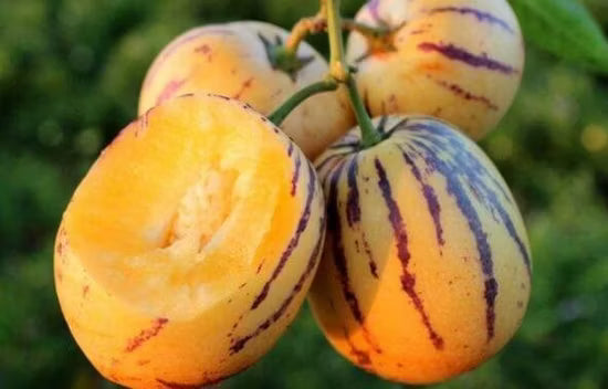Pepino Solanum Muricatum Seeds Ideal for Planting in Gardens & Containers
