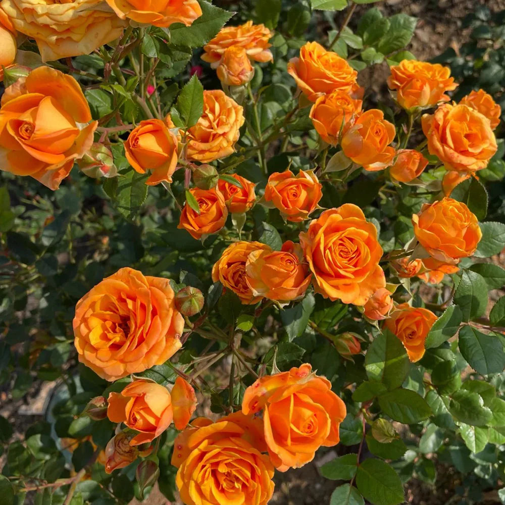 Clay Orange Rose Flower Seeds for Planting Perfect for Borders Heirloom & GMO Free Seeds for Home Garden
Sale