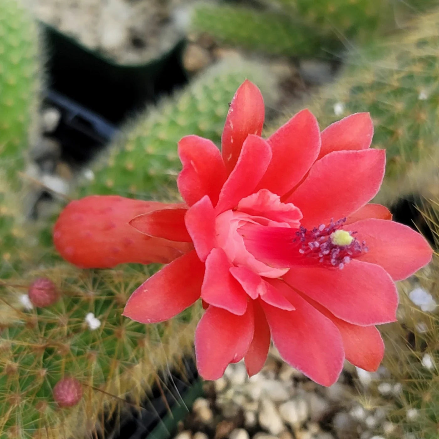 Hildewintera Colademononis Flower seeds blooming in flower beds, containers, borders, and pollinator-friendly gardens