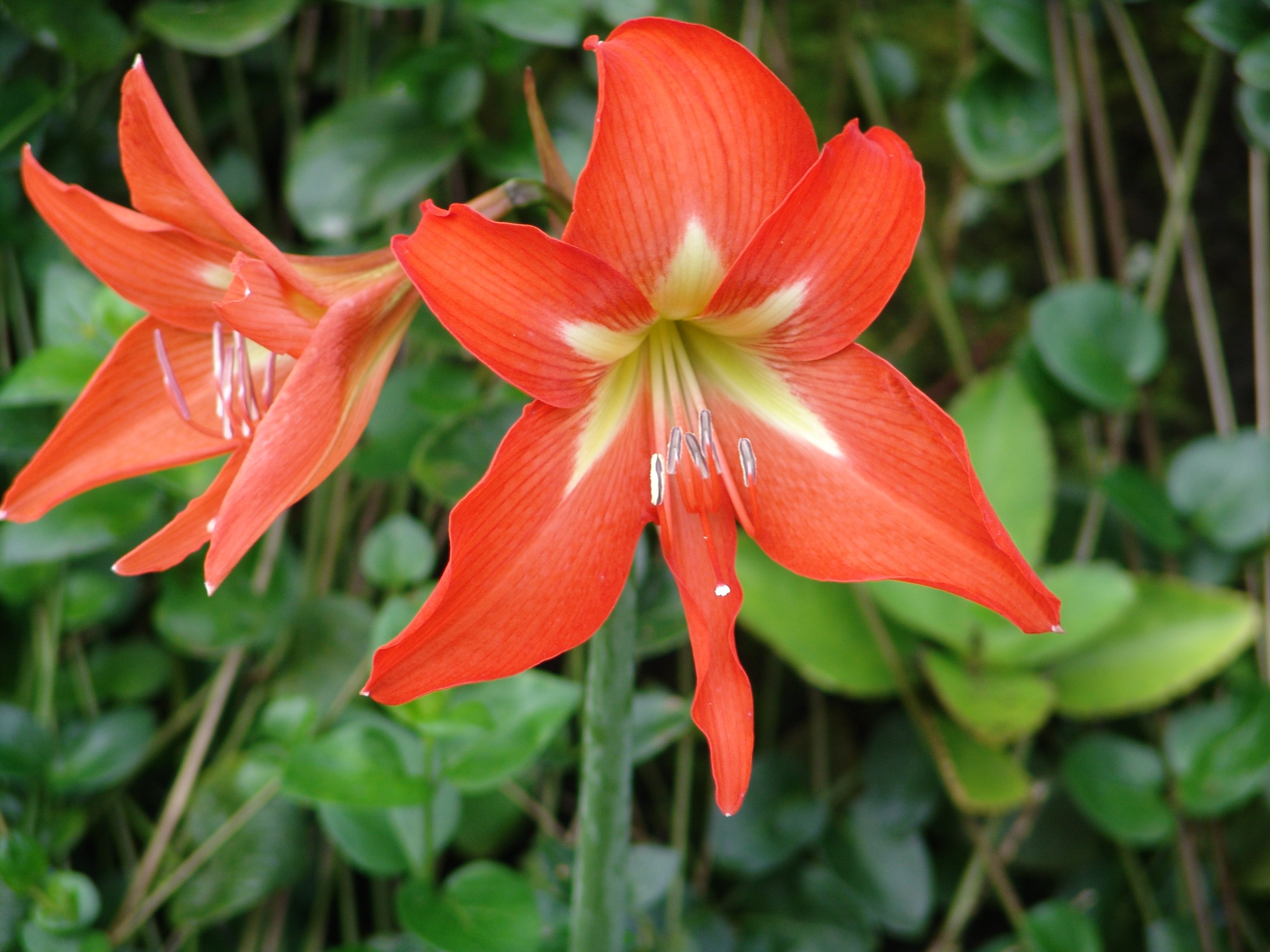 Hippeastrum Rutilum Mixed Flower seeds blooming in flower beds, containers, borders, and pollinator-friendly gardens