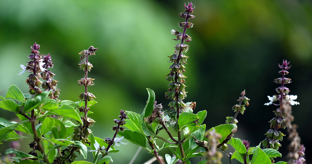 Basil Scented Flower seeds for Planting - Drought Tolerant, Heirloom & GMO Free Seeds for Home Garden
Sale for planting in home garden.