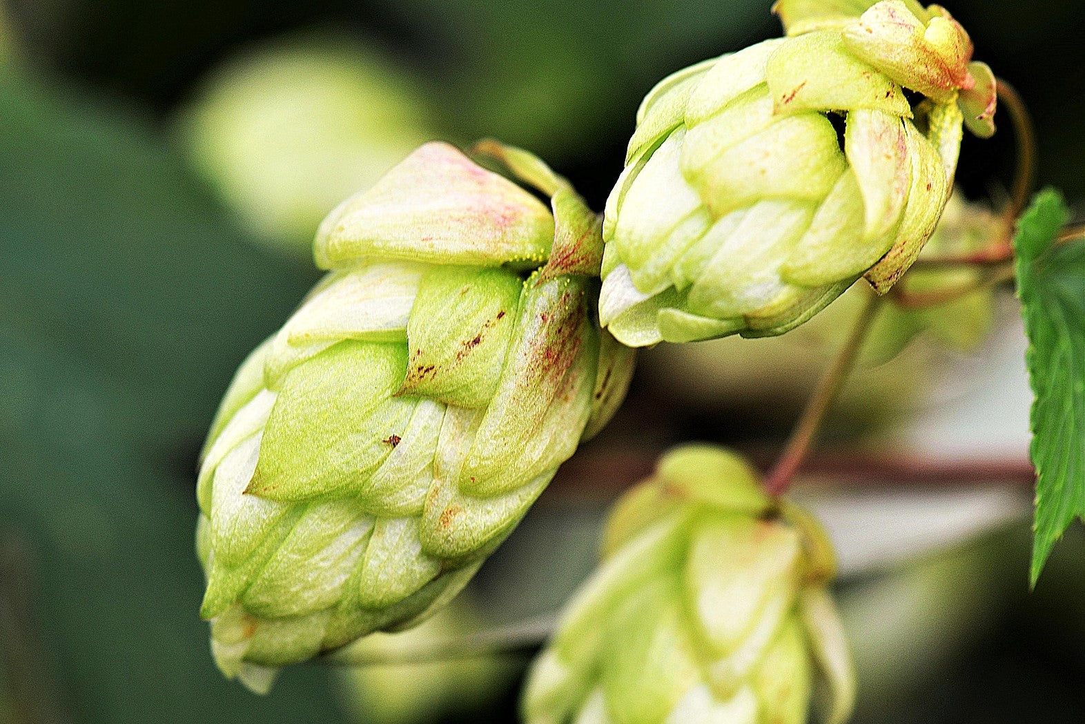 Dark Green Humulus Lupulus Flower seeds for Planting - Wildflower Mix, Heirloom & GMO Free Seeds for Home Garden