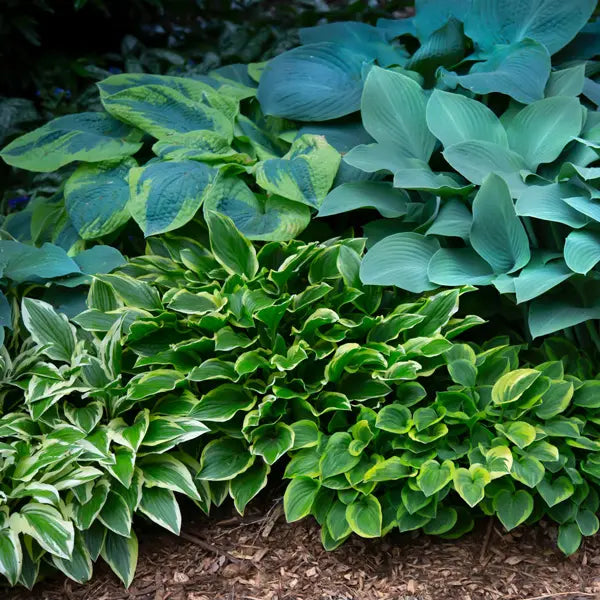 Hosta Lily Flower seeds for Planting - Seasonal Bloomer, Heirloom & GMO Free Seeds for Home Garden