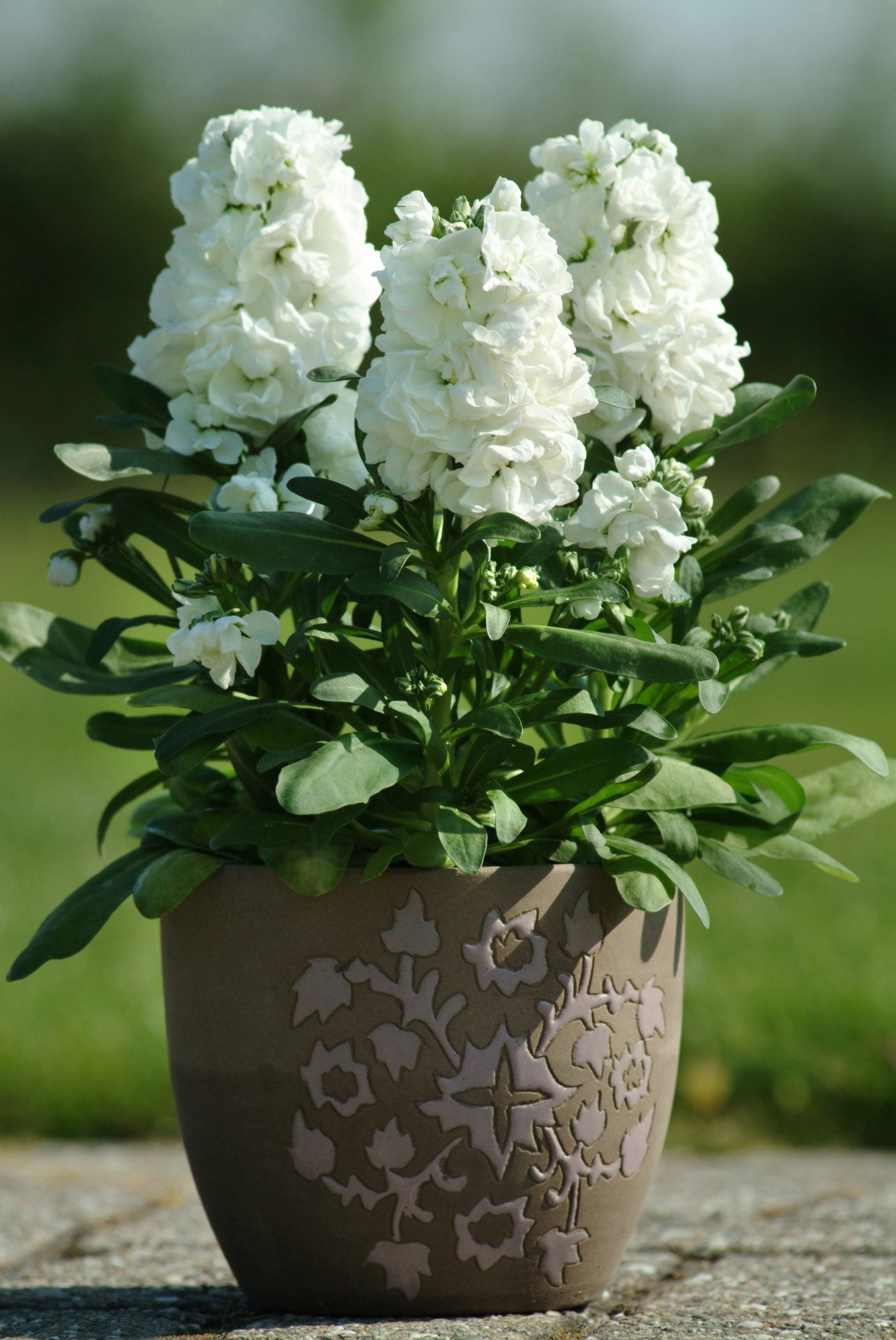 White Matthiola Incana Flower seeds for Planting - Pollinator Friendly, Heirloom & GMO Free Seeds for Home Garden
