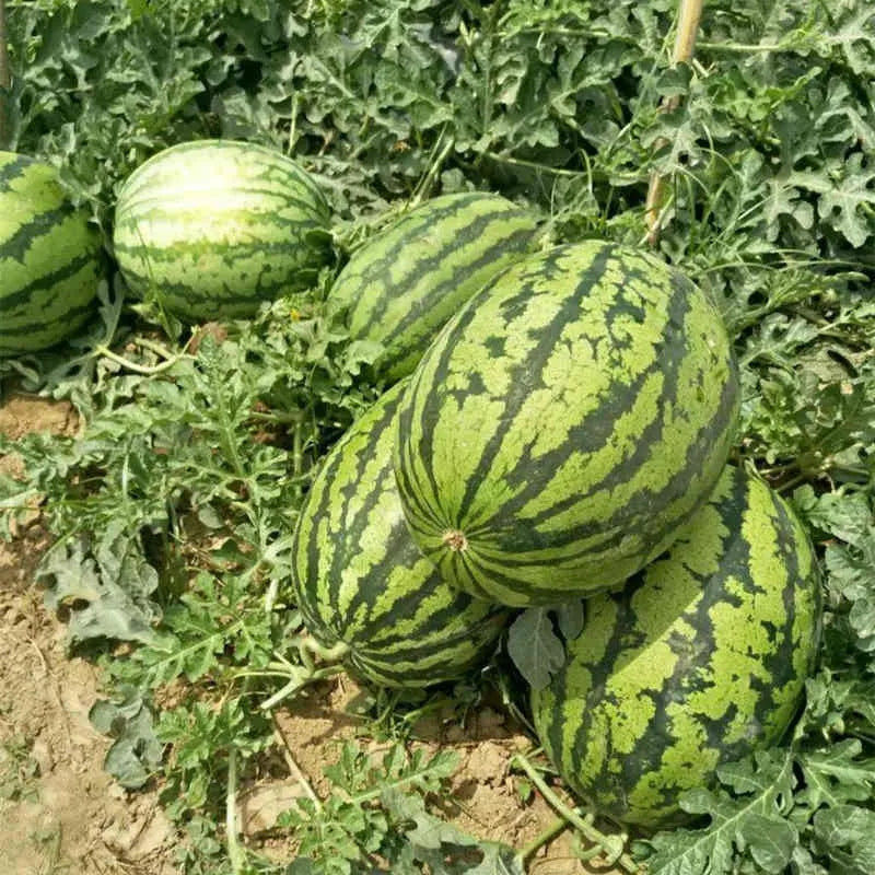High-Quality Watermelon Seeds for Fruit Planting