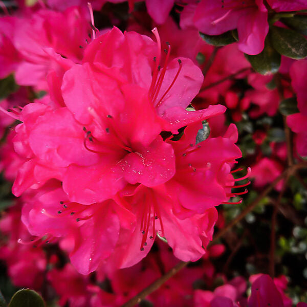 Azalea Pink Rhododendron Flower Seeds for Planting Sun Loving Heirloom & GMO Free Seeds for Home Garden
Sale