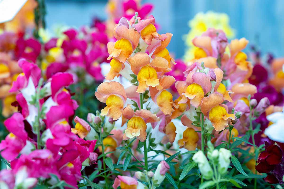 Snapdragon Flower Seeds for Planting Colorful Annual & Biennial Garden Blooms - Evergrowseeds