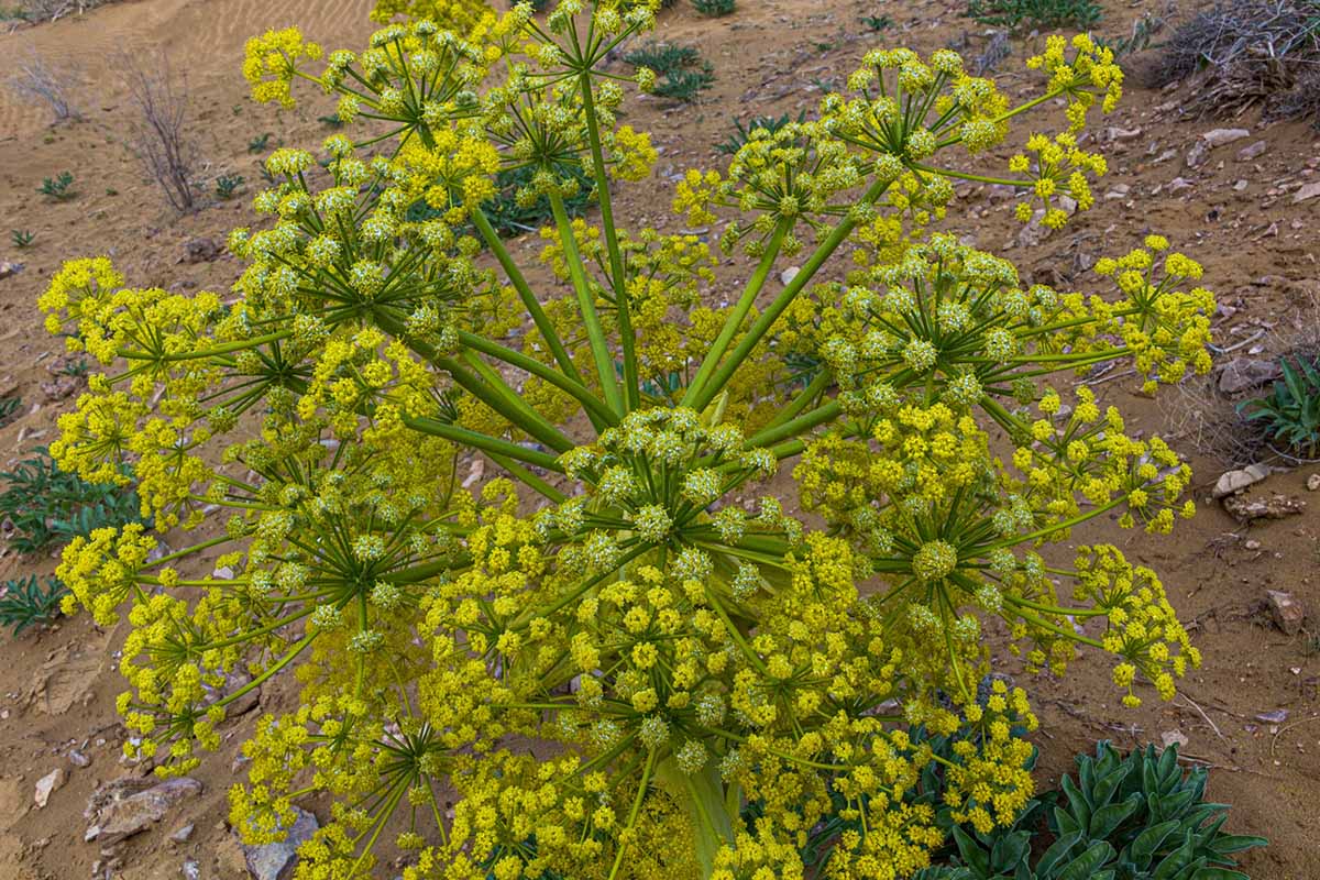 Green Galbanum Planting Seeds Perfect for Spring Gardens