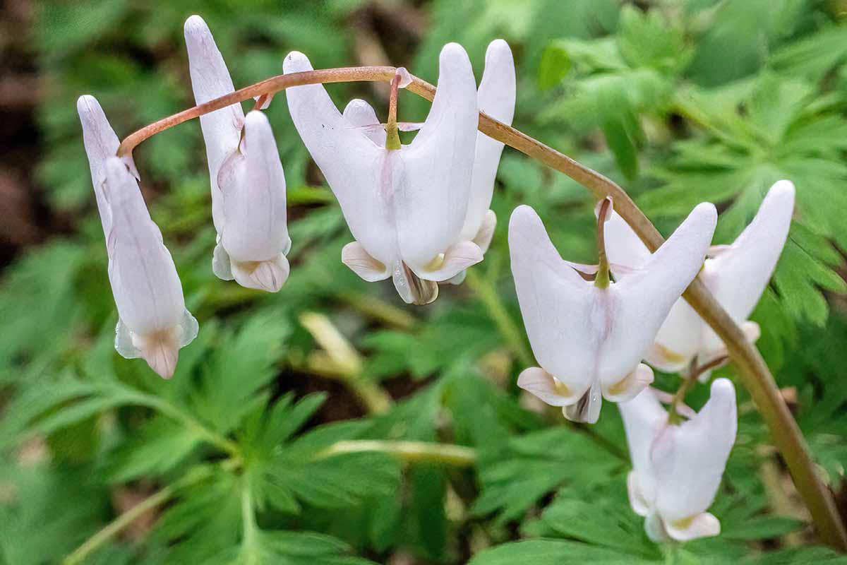 Breeches Flower Planting Seeds - Evergrowseeds