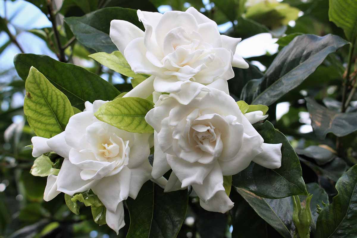 Gardenia Jasminoides Flower seeds blooming in flower beds, containers, borders, and pollinator-friendly gardens