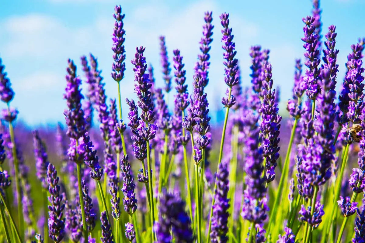 Lavanda Flower seeds for Planting - Cut Flower Favorite, Heirloom & GMO Free Seeds for Home Garden