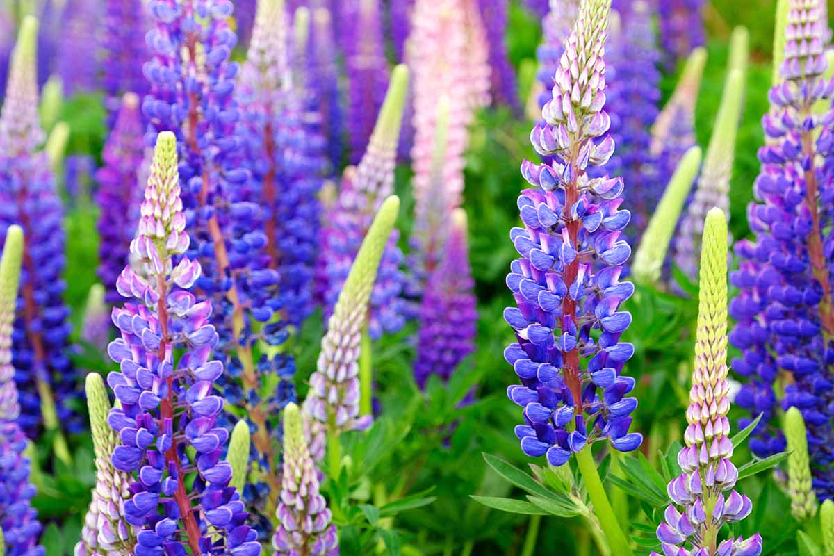 Thick Pink Lupine Flower Seeds for Planting Fragrant Blossoms Heirloom & GMO Free Seeds for Home Garden
Sale