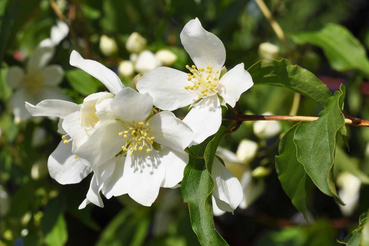 White Philadelphus Coronarius Seeds for Planting - Heirloom, Non-GMO Flower Seeds for Home Garden