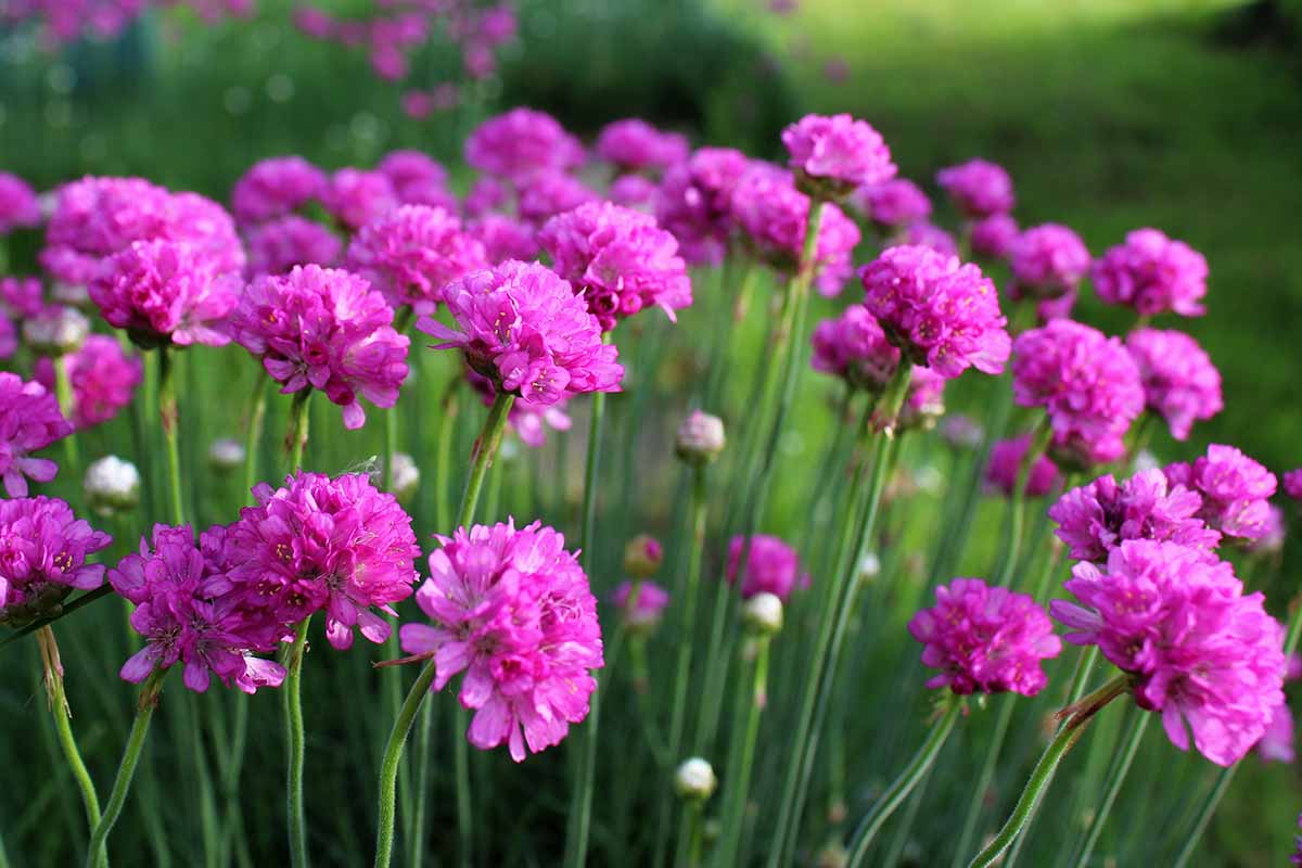Maritima Flower seeds for Planting Bright Blooms Heirloom & GMO Free Seeds for Home Garden