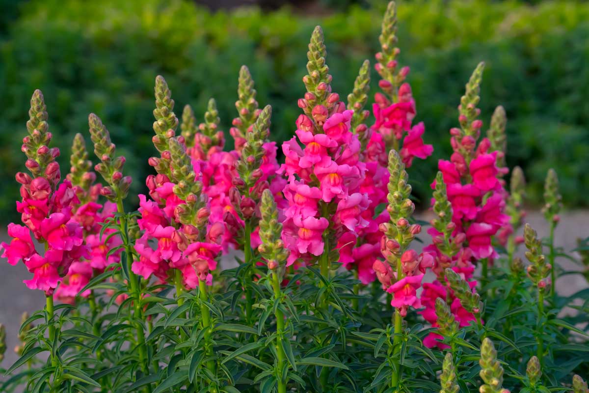 Antirrhinum Flower seeds for Planting Bright Blooms Heirloom & GMO Free Seeds for Home Garden