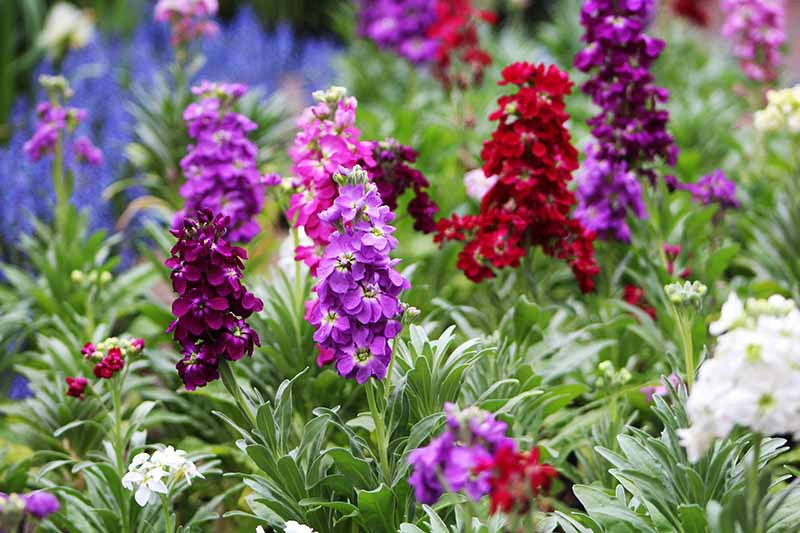 Purpur Stock Matthiola Abend oder Nacht Seed for Plantings for Planting for Fragrant, Purple Blooms Heirloom Non-GMO See