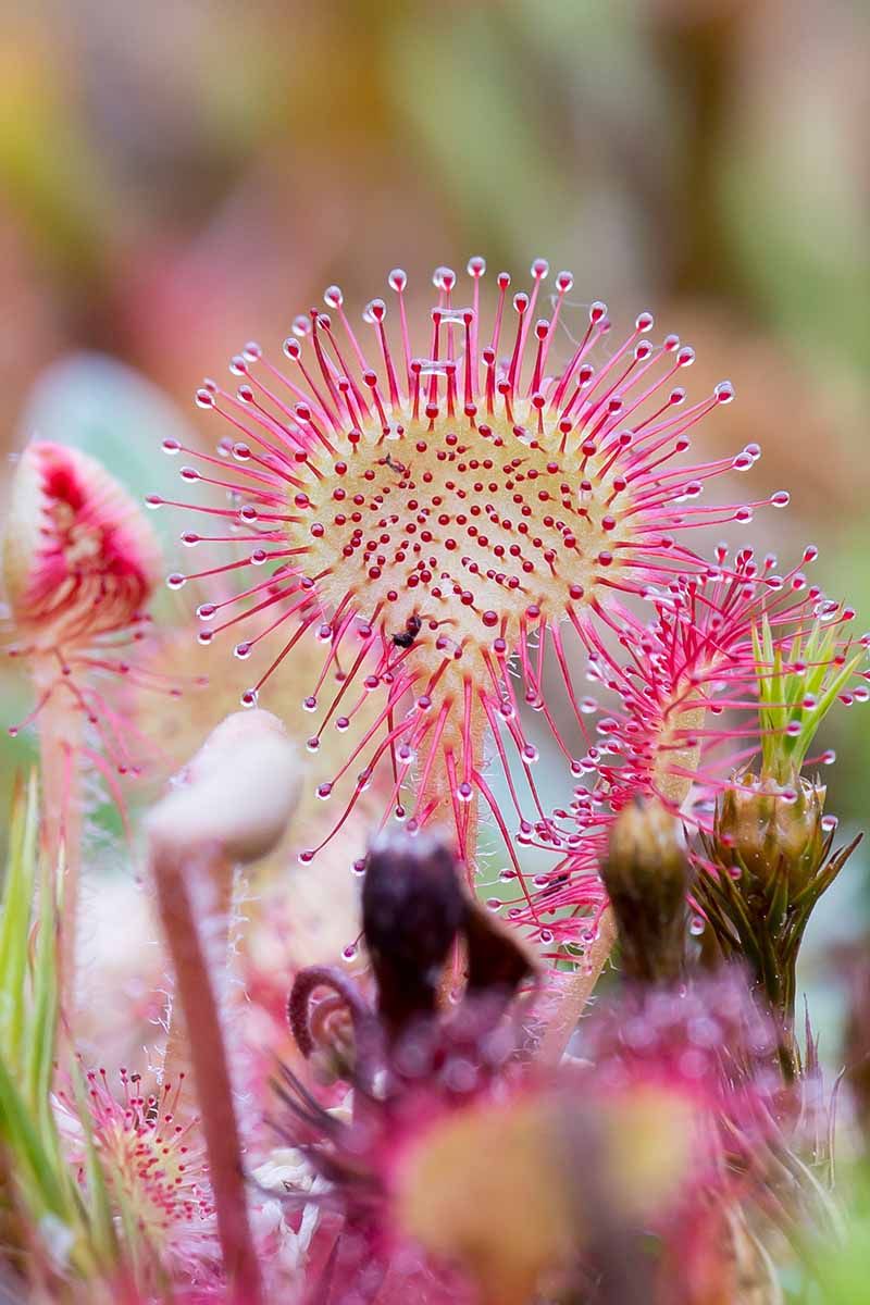 Pink Sundew Plant Seeds For Easy Planting Seeds