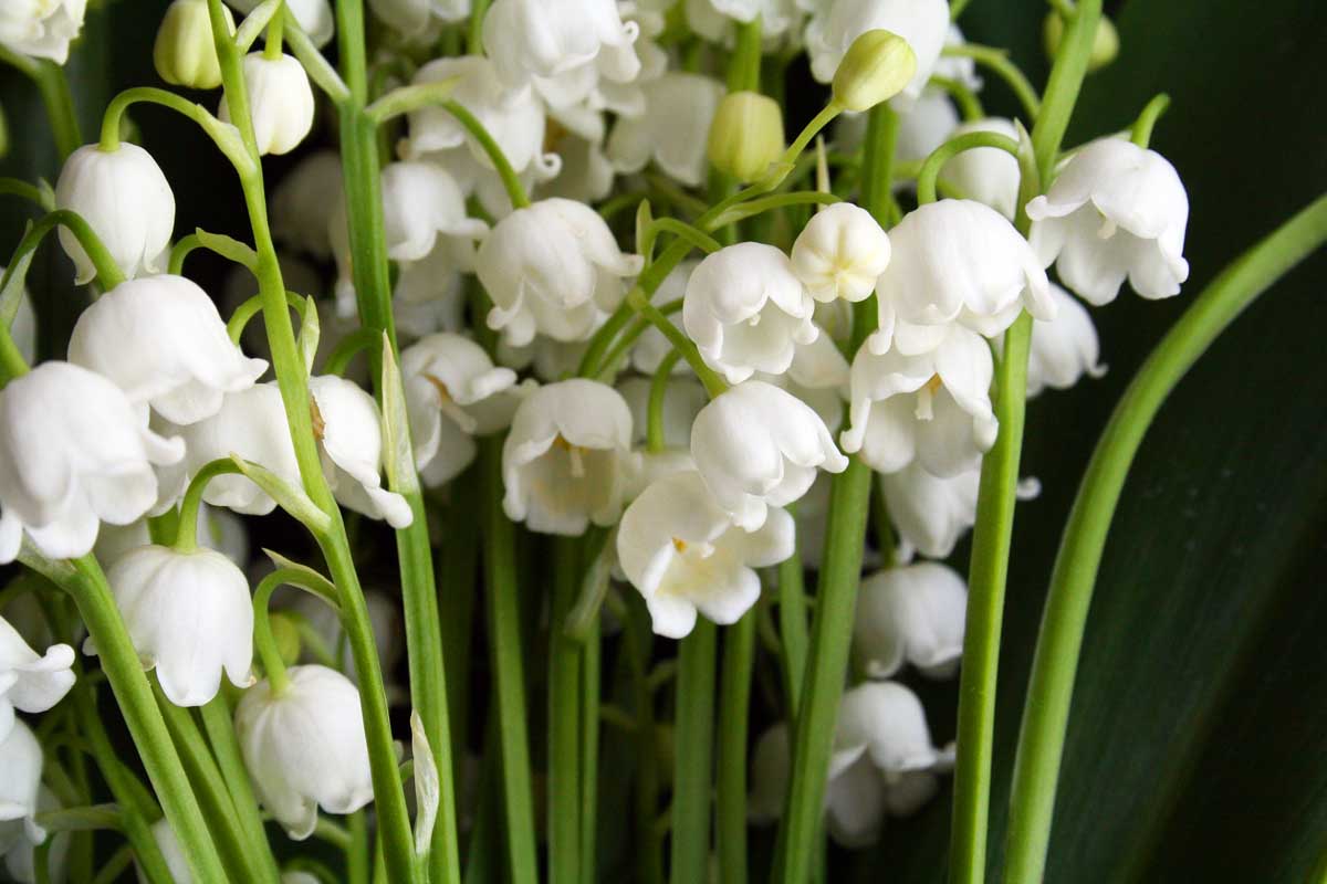 Valley Flower White Seeds for Planting - Heirloom, Non-GMO Flower Seeds for Garden Beds and Borders