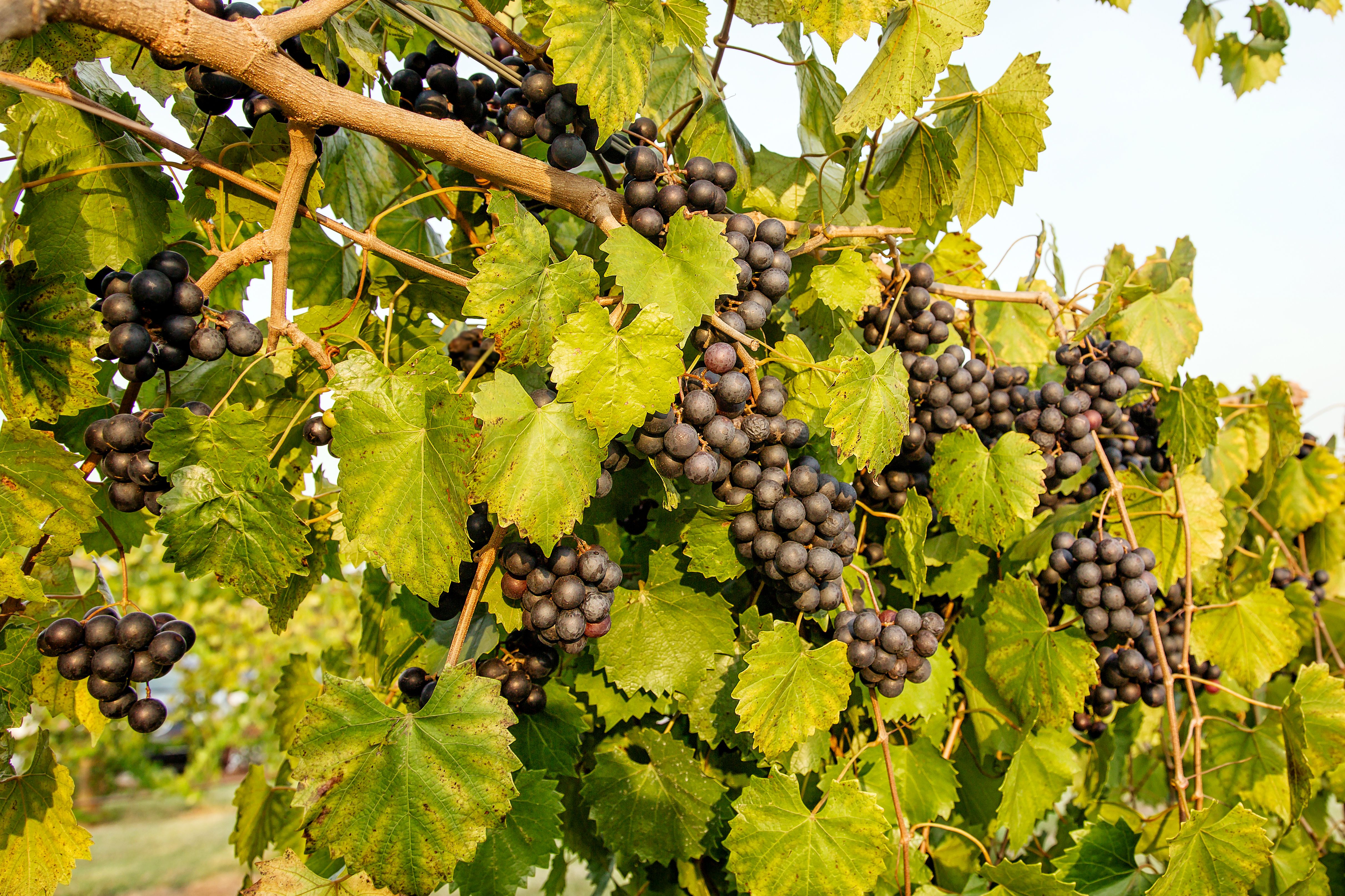 Planting Seeds for Black Muscadine Grapes