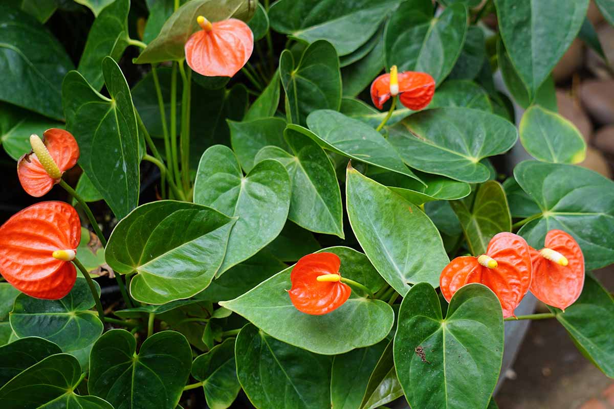 Anthurium Seeds for Vibrant Flowering Plants - Evergrowseeds