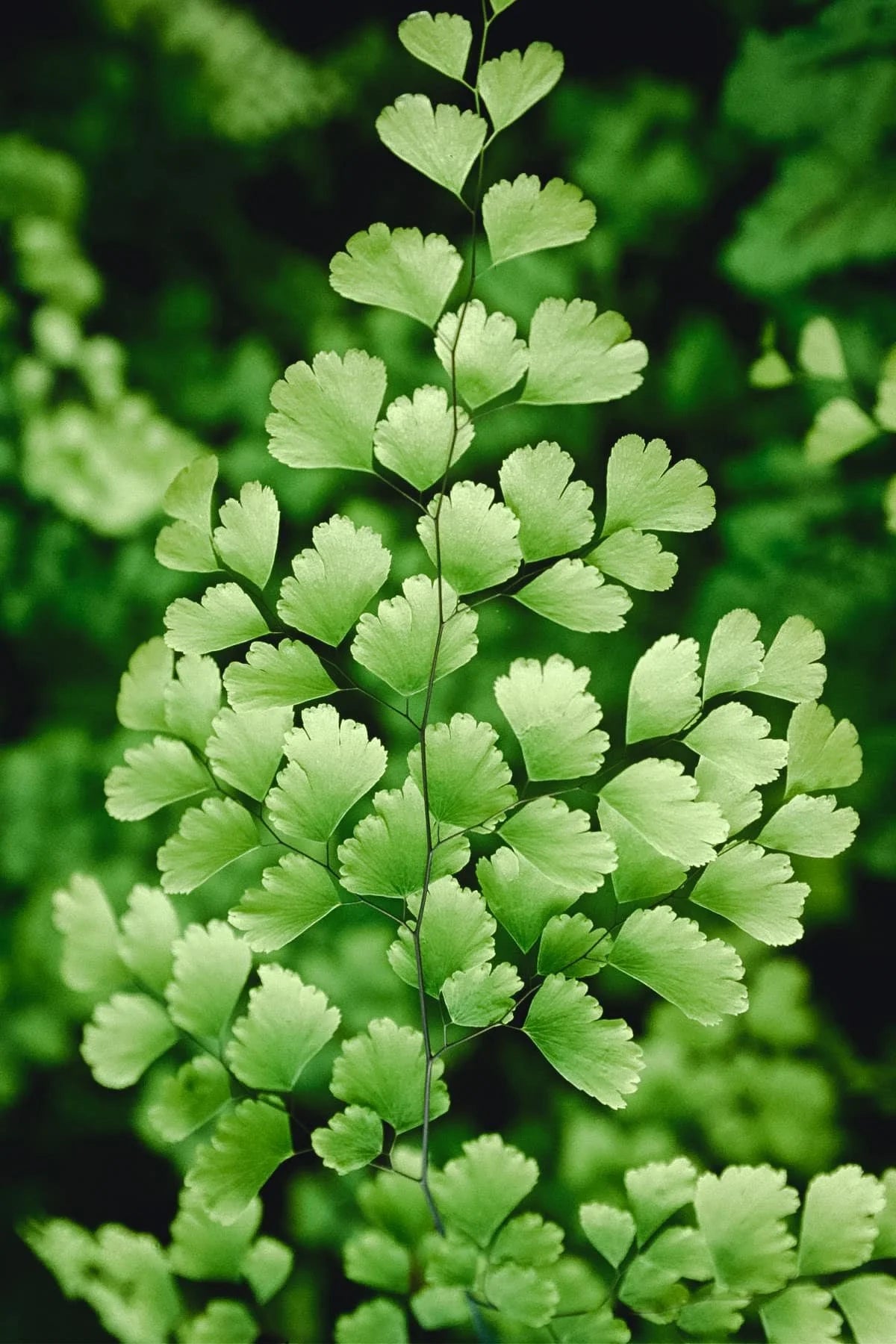 Maidenhair Flower seeds for Planting Seasonal Bloomer Heirloom & GMO Free Seeds for Home Garden