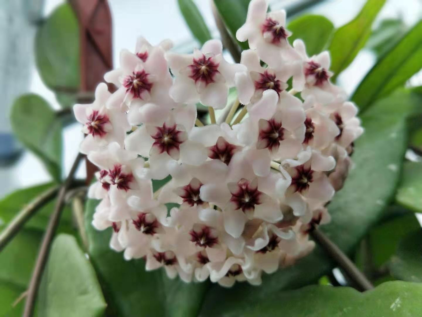 Purple White Hoya Carnosa Flower Seeds for Planting Wildflower Mix Heirloom & GMO Free Seeds for Home Garden
Sale