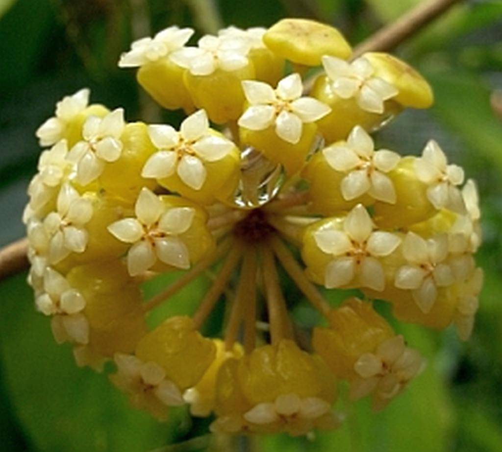 Hoya Flower seeds blooming in flower beds, containers, borders, and pollinator-friendly gardens