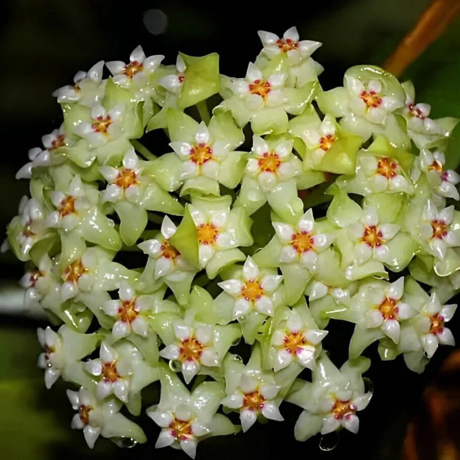 Green White Hoya Flower seeds blooming in flower beds, containers, borders, and pollinator-friendly gardens