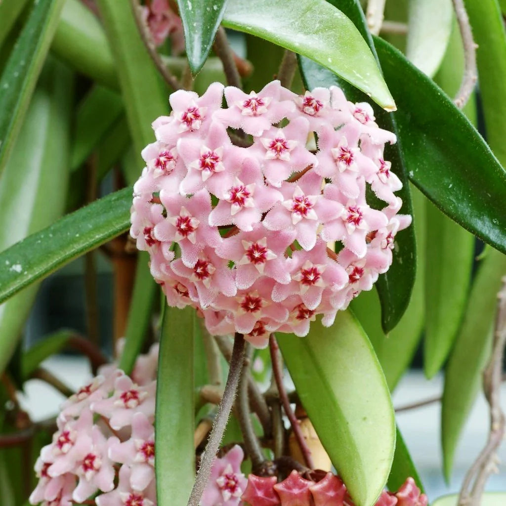 Soft Pink Hoya Flower Seeds for Planting Colorful Display Heirloom & GMO Free Seeds for Home Garden
Sale