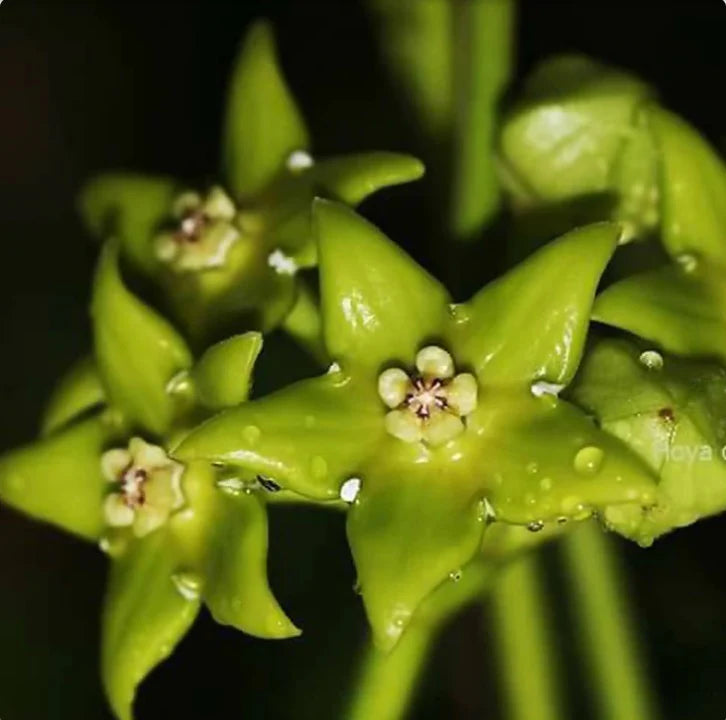 Green Hoya Flower Seeds blooming in flower beds, containers, borders, and pollinator-friendly gardens