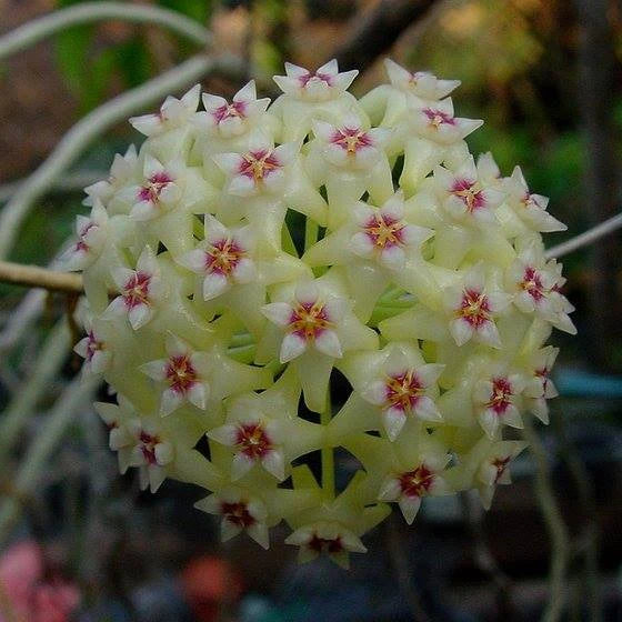 Green Hoya Flower Seeds for Planting Sun Loving Heirloom & GMO Free Seeds for Home Garden Sale