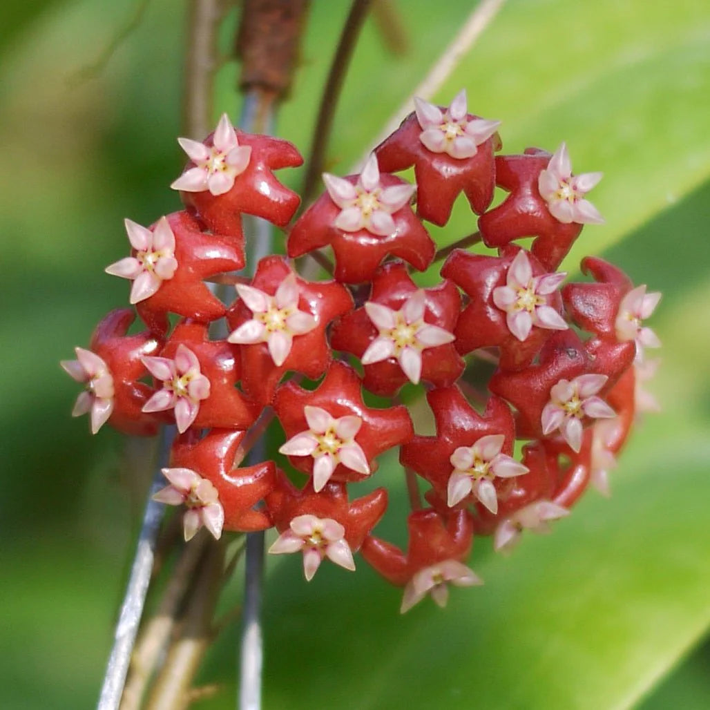 Red Hoya Flower Seeds for Planting - Vibrant Star-Shaped Blooms
