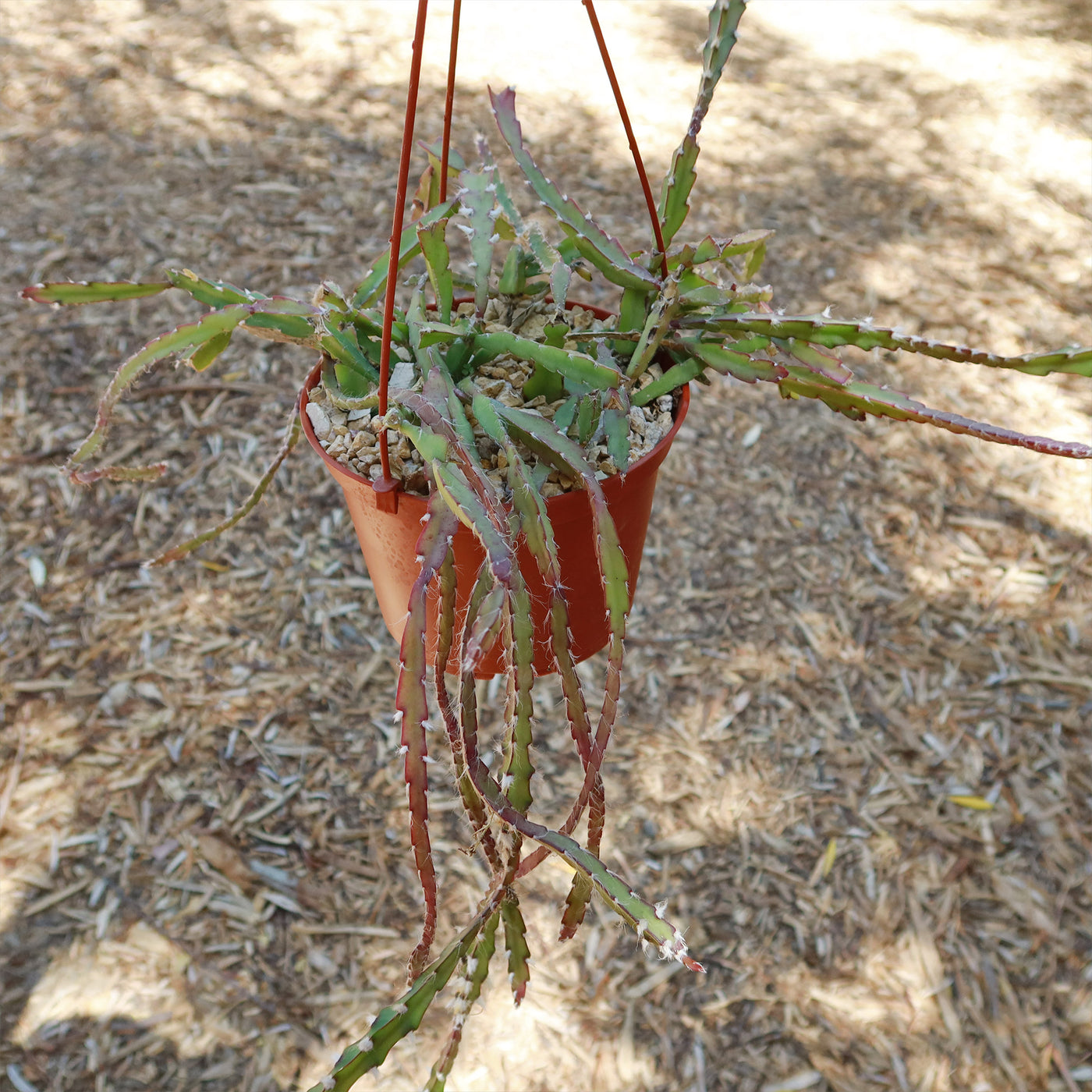 Violet Lepismium Planting Seeds Grow Your Own