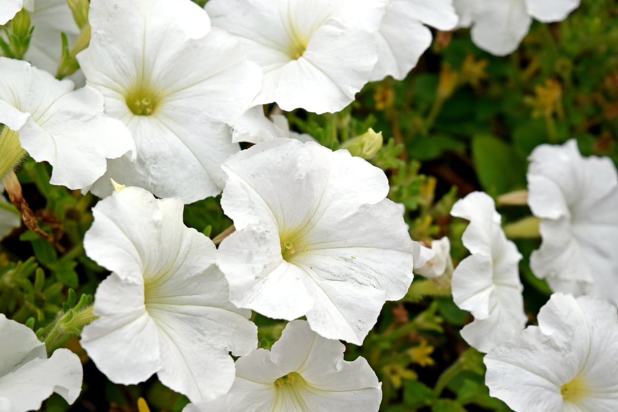 White Petunia Flower seeds for Planting - Garden Favorite, Heirloom & GMO Free Seeds for Home Garden