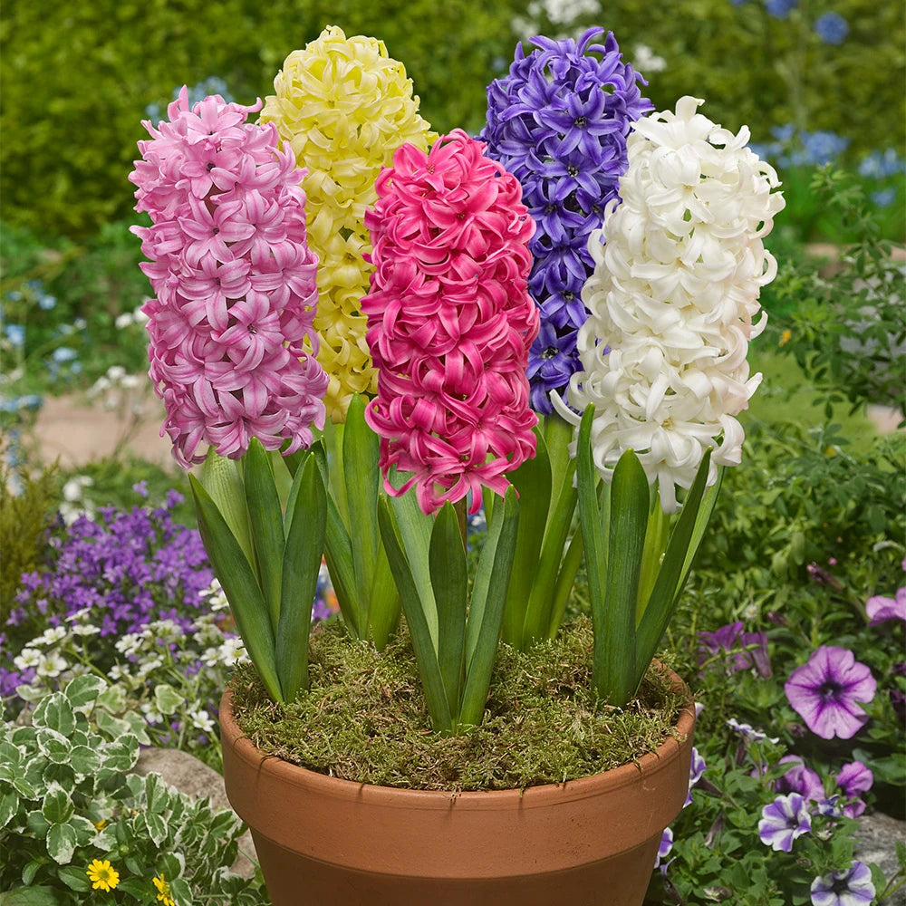Mixed Hyacinth Flower seeds blooming in flower beds, containers, borders, and pollinator-friendly gardens