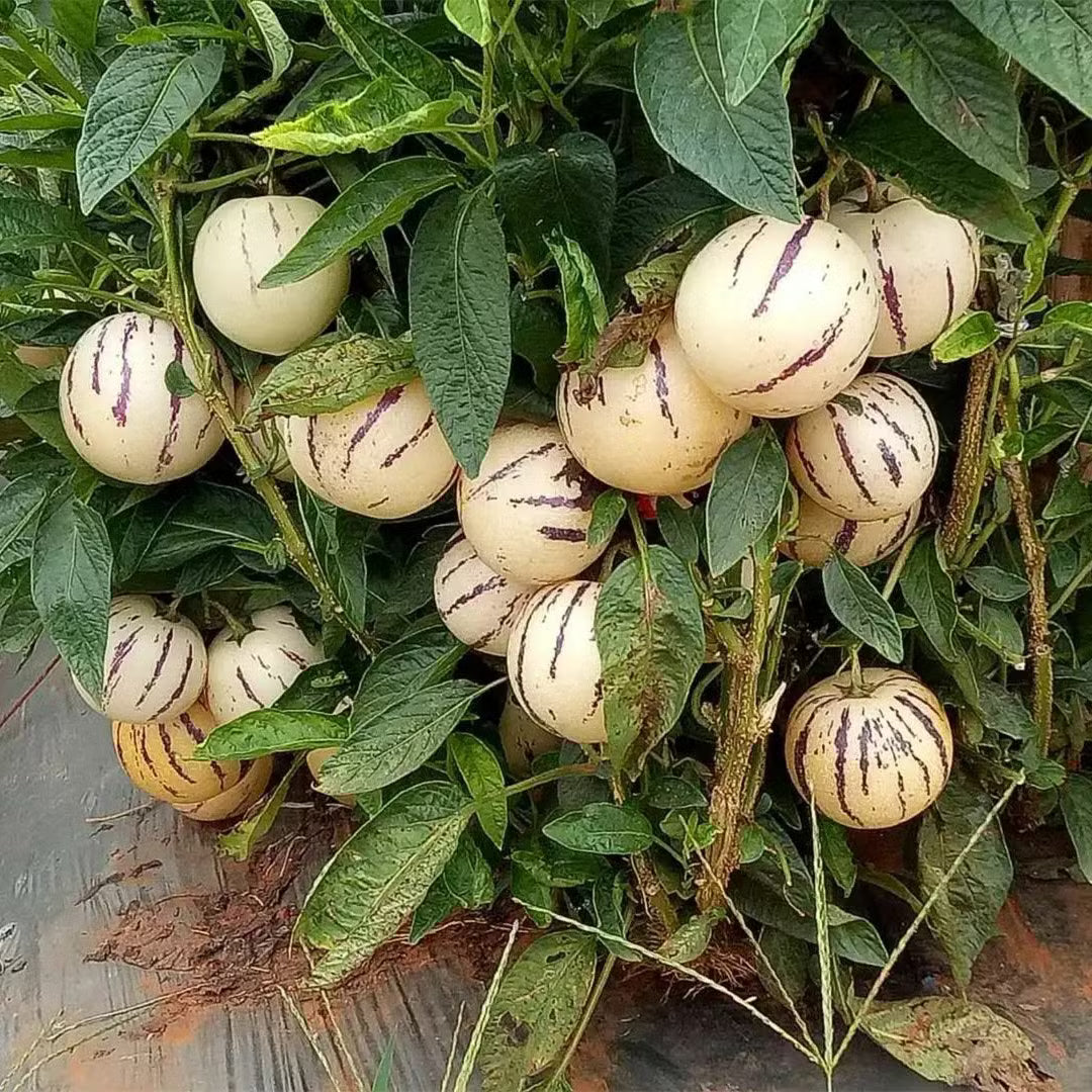 Muricatum Fruit Seeds for Garden Planting - Grow Juicy and Aromatic Fruits