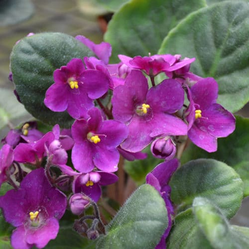 Baby Pink Saintpaulia Flower seeds for Planting - Compact Growth, Heirloom & GMO Free Seeds for Home Garden